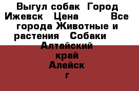 Выгул собак. Город Ижевск › Цена ­ 150 - Все города Животные и растения » Собаки   . Алтайский край,Алейск г.